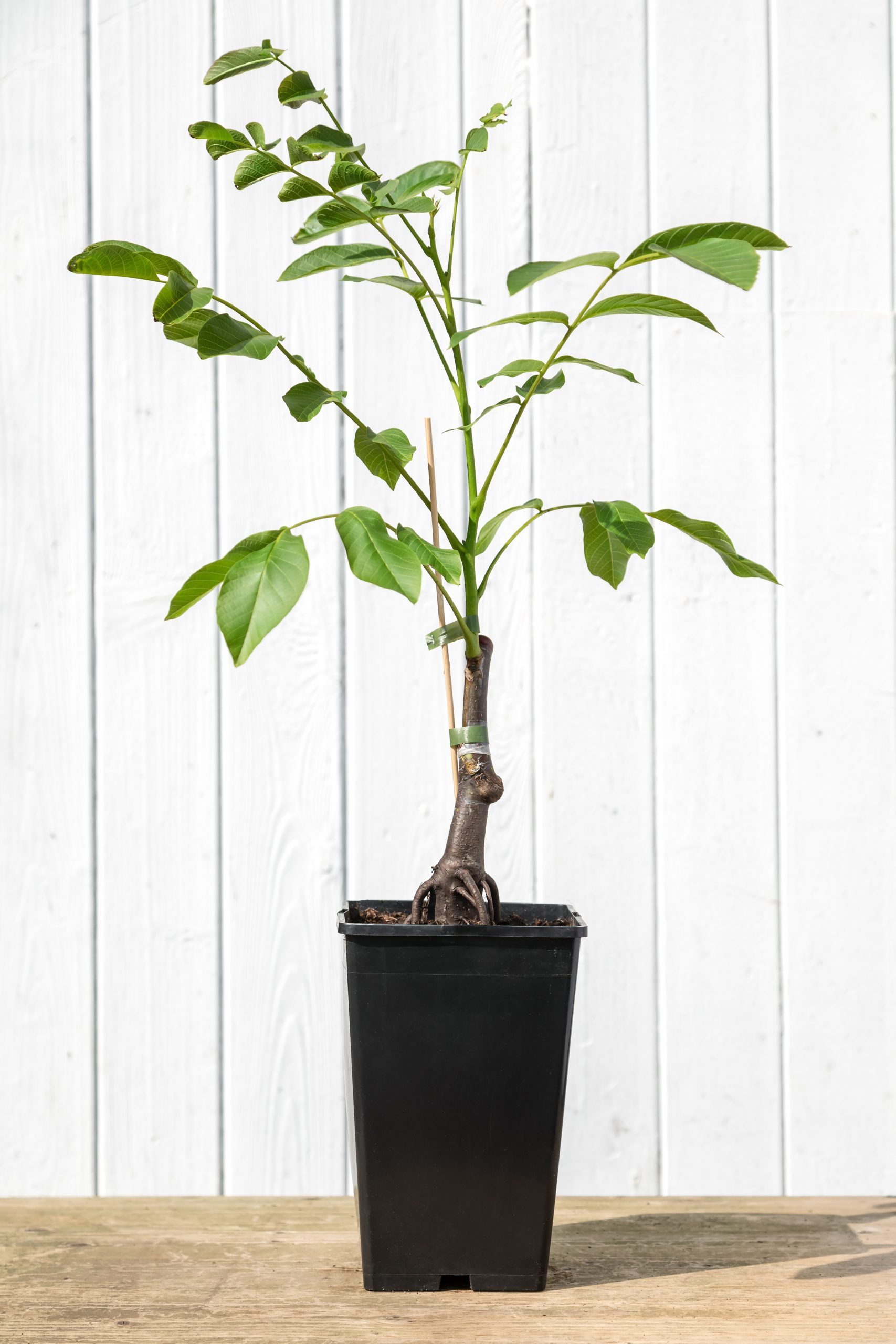 Nusspfleger-Bäume (2 von 7)